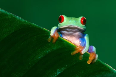 Frog Wallpapers Full HD