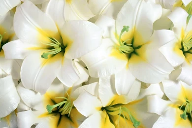 Beautiful Flowers Wallpapers Free Download ~ Toptenpack.com