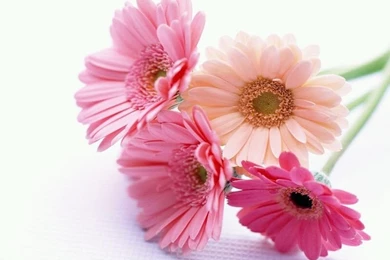 Flowers For Flower Lovers.: Beautiful Flowers Wallpapers.