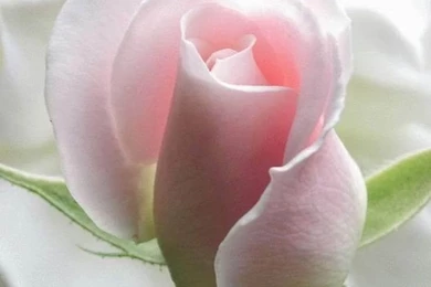 Image Detail For  ... Flower Wallpapers