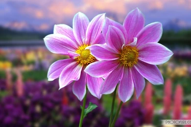 Gallery For   Flowers Wallpapers For Computer