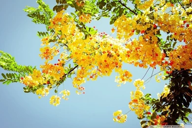 Beautiful Flowers HD Desktop Wallpapers : High Definition : Mobile ...