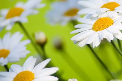 Beautiful Flower Wallpapers   AmusingFun.com