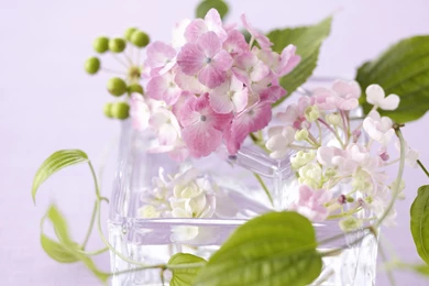 Beautiful_flowers_wallpapers .jpg