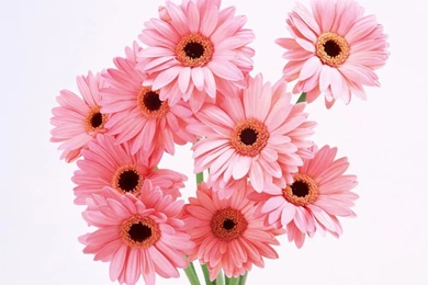 Flowers For Flower Lovers.: Beautiful Flowers Wallpapers.