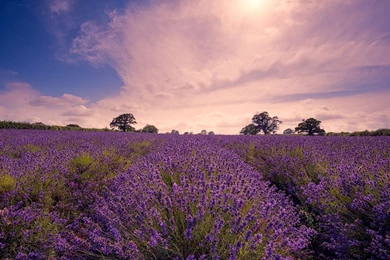 Flowers, Widescreen Images, Free Download Images, Sky, Fresh Air ...