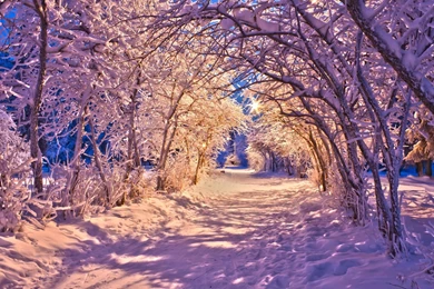 Winter Path HD Wallpaper, Winter Path Images Free