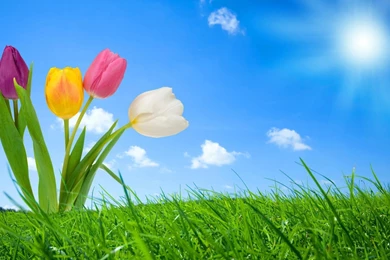 Free Spring Wallpapers For Computer