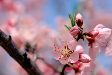 Wallpapers Spring New