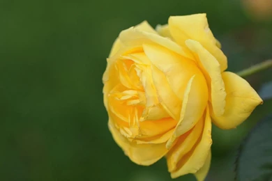 Free Spring Wallpapers 02 Photos Of Saving Money On Free Spring ...