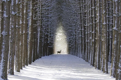 Winter: Deer Winter Spruce Alley Rows Trees Desktop Backgrounds ...