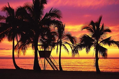 Download Wallpapers Palm Trees In Silhouette During Sunset On Oahu ...