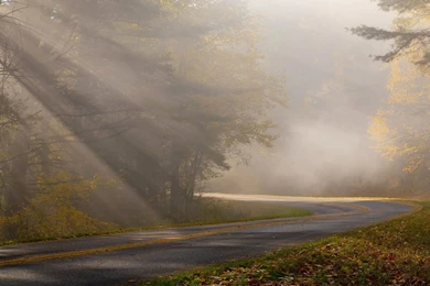 1920x1200 Foggy Forest Road Wallpapers