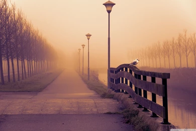 Foggy Fall Day Wallpapers Full HD [2560x1600]   Free Wallpapers Full ...