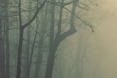 Fog Mobile Wallpapers