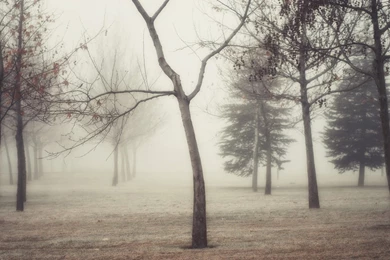 1920x1080 Foggy Autumn Forest Desktop PC And Mac Wallpapers