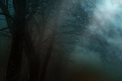 Fog Mobile Wallpapers