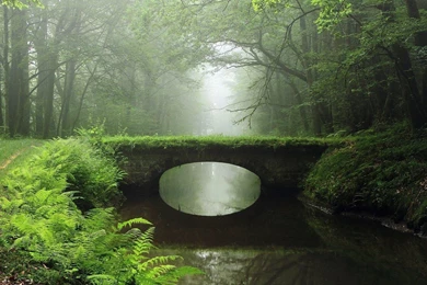 Overgrown Bridge In The Foggy Woods Wallpapers   Nature Wallpapers ...
