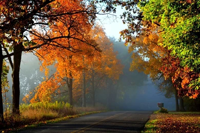 Foggy Path Through The Autumn Forest Wallpapers 25514