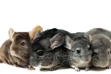 Chinchilla Wallpapers By Peraltamaria On DeviantArt