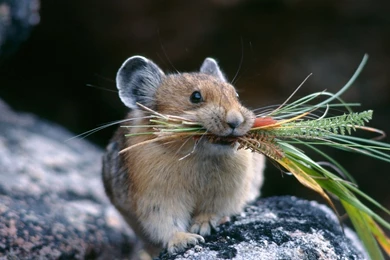 Full HD 1080p Chinchilla Wallpapers HD, Desktop Backgrounds 1920x1080