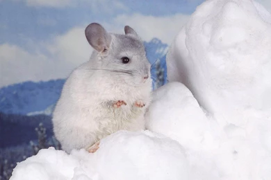 Chinchilla Wallpapers   Animals Town