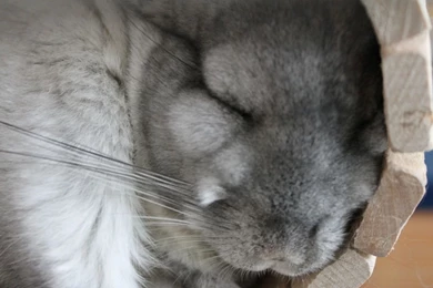 Laptop 1366x768 Chinchilla Wallpapers HD, Desktop Backgrounds 1366x768