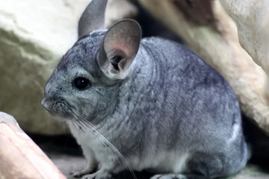 Chinchilla   Chinchilla Lanigera   Long tailed Chinchilla