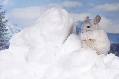 Cute Chinchilla Wallpapers   659519