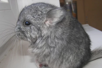 Download Wallpapers 2560x1440 Chinchilla, Gray, Furry, Animal Mac ...