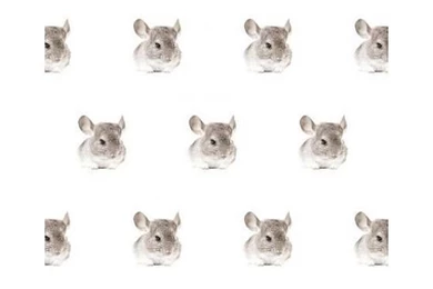 Kek Amsterdam Chinchilla Wallpaper, Gray / White, 8.3 MX47, 5cm ...