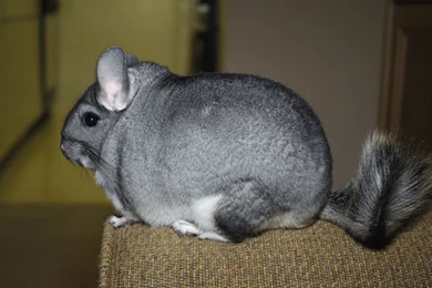Download Wallpapers 3840x2400 Chinchilla, Tail, Fur, Beautiful ...