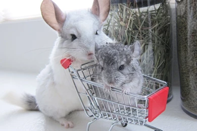 Chinchilla Takes Her Baby Shopping!   YouTube