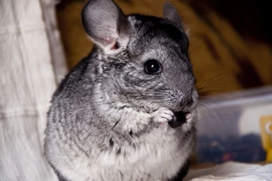 Chinchallas Favourites By Armene On DeviantArt