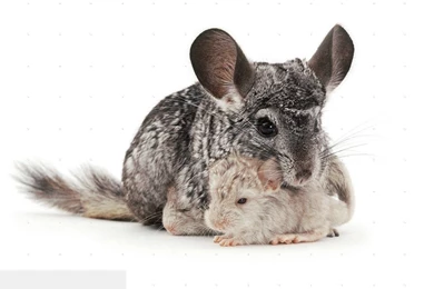 Other Chinchilla Cubs Animal Adorable Pet Cute Chinchillas White ...