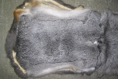File:Rabbit Fur skin, Chinchilla Regular.jpg   Wikimedia Commons