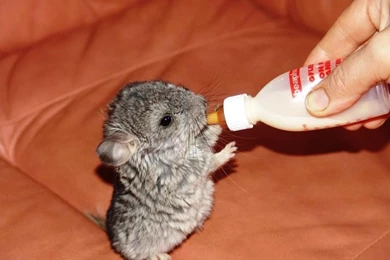 Animals Pictures, Images, Graphics For Facebook, Whatsapp ...