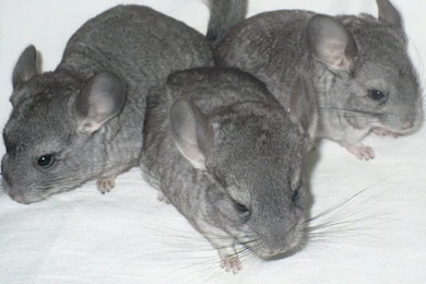 Full HD 1080p Chinchilla Wallpapers HD, Desktop Backgrounds 1920x1080