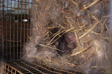 What Are Those Grey Rabbits?