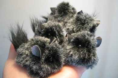 3 Of 5 White Mini Chinchillas By JitterBugBark On DeviantArt