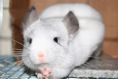 Exhausted Chinchilla By XAkiray09x On DeviantArt