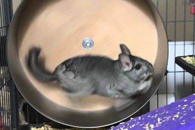 Chinchilla On Wheel :D   YouTube