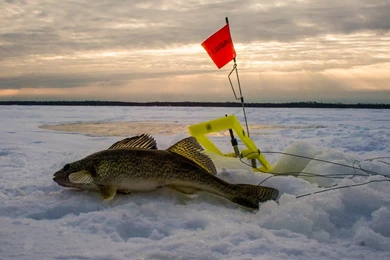 Walleye Ice Fishing Red Lake MN January 8 11, 2015 YouTube