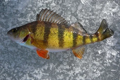 Icefishing DeviantArt