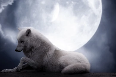 Page 3: 4K Ultra HD Wolf Wallpapers HD, Desktop Backgrounds 3840x2160