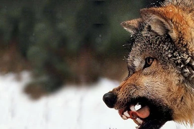 Wolf Angry Wild Hd Wallpapers   (