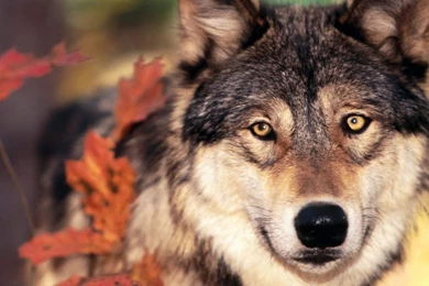 Page 4: 4K Ultra HD Wolf Wallpapers HD, Desktop Backgrounds 3840x2160