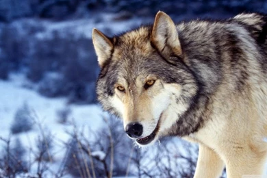 Wolf HD Desktop Wallpapers : High Definition : Fullscreen : Mobile