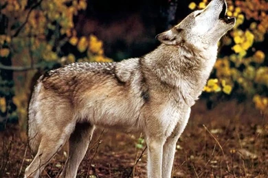 Howl Wolf Wild Nauture Animals HD Wallpapers Wallpapers   (