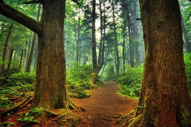 Gallery For   Backgrounds Nature Woods